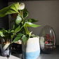 🌿 Ceramic Plant Pot Workshop - 13.09