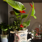 🌿 Ceramic Plant Pot Workshop - 13.09