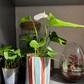 🌿 Ceramic Plant Pot Workshop - 13.09
